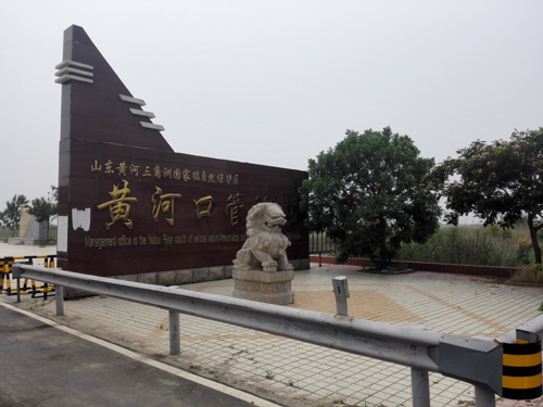 與國家海洋局第一海洋研究所在黃河口進行野生植物調(diào)查